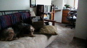 Lauren Carr's Office Goes To The Dog