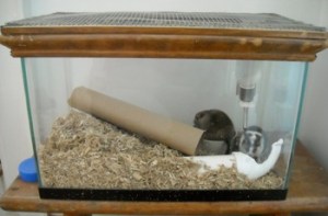 Gerbils